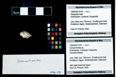 Foto (Objekt + Etikett) von Goniodromites sp.  (NHMW-GEO-1990-0041-4797)